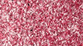 Rose Petals Transition with Luma Matte - Powered by Shutterstock - Get 15% off with code: PIKWIZARD15