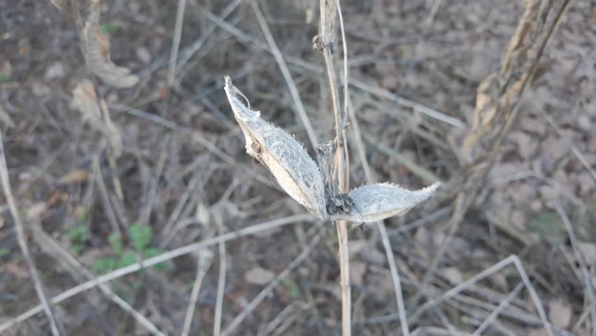 Syrian cottonweed, Aesculapian grass, Milky grass, Svalov grass. Asklepias sirjaka. Dry seeds of Asklepias sirjaka L in the winter wind.