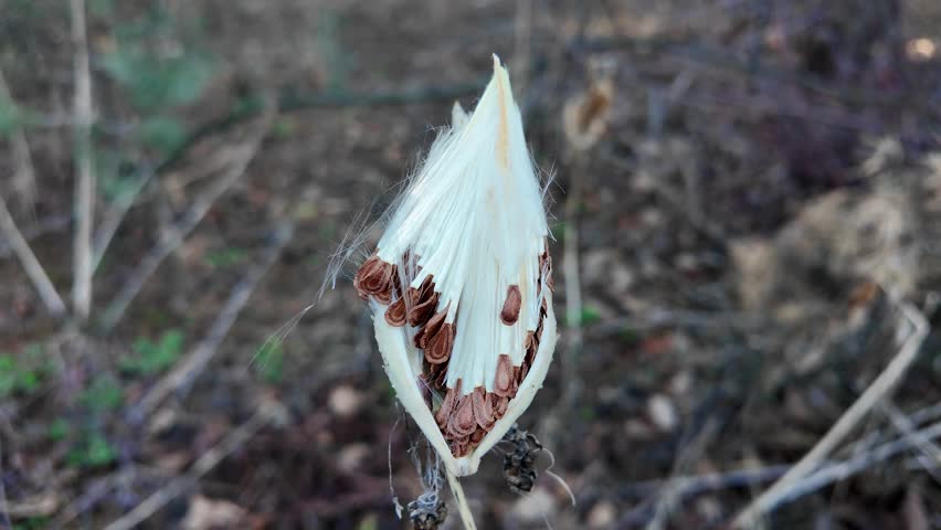 Syrian cottonweed, Aesculapian grass, Milky grass, Svalov grass. Asklepias sirjaka. Dry seeds of Asklepias sirjaka L in the winter wind.
