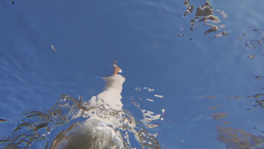 Close-up view from below of a seagull floating on the surface of the water picking up bread and flying away in blue sky. Bottom-up view of a white gull swims in blue water and taking off, slow motion