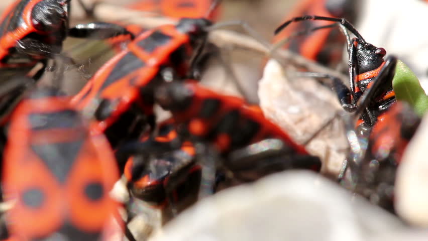 Black-and-Red-bugs / Spring Insects (Macro)