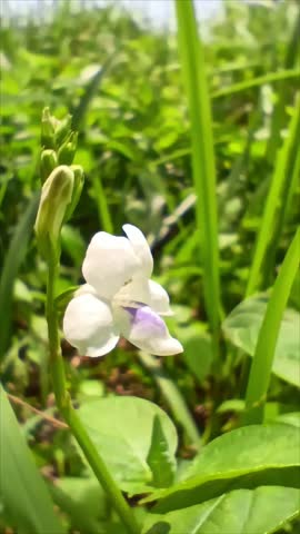 Close-up view of a delicate white flower with a hint of purple in its center. The flower stands tall amidst lush green foliage, bathed in sunlight.  A budding flower is visible just above it.
