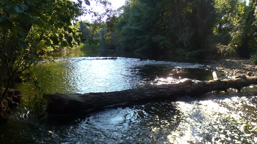 Tranquil scene of a river as a haven of peace and zen in nature. Video 4k.A fallen log on the river bed