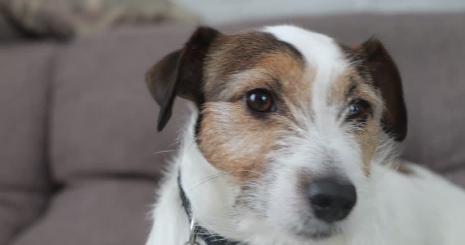 The dog looks at you with interest. Spend time with your pet.