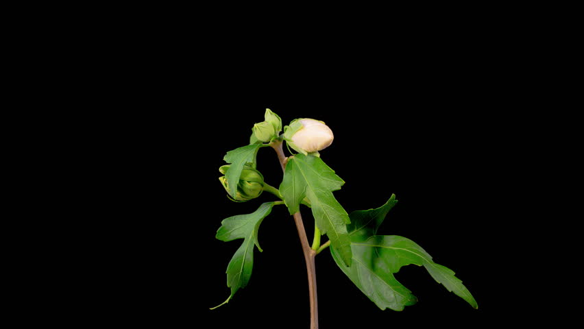 Hibiscus Blossoms. Opening Beautiful White Hibiscus Flowers on Black Background. Time Lapse. 4K.
