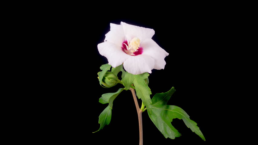Hibiscus Blossoms. Opening Beautiful White Hibiscus Flowers on Black Background. Time Lapse. 4K.