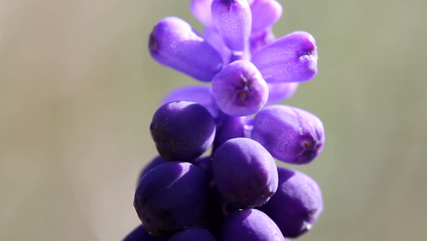 Grape Hyacinth /  Spring Flowers (Macro)