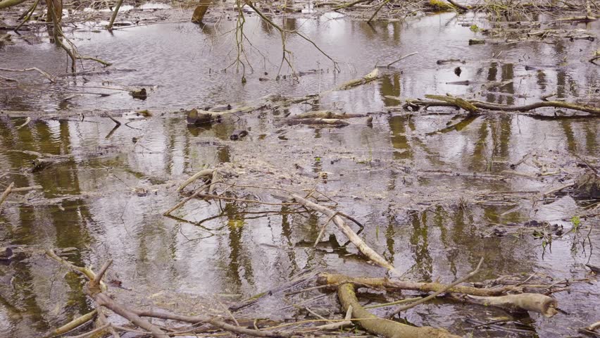 Close up of floodplain forest in the river delta, Slow motion. Landscape with flooded trees. Spring flood