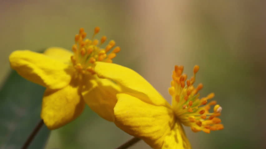 Creeping Buttercup / Spring Flowers (Macro)