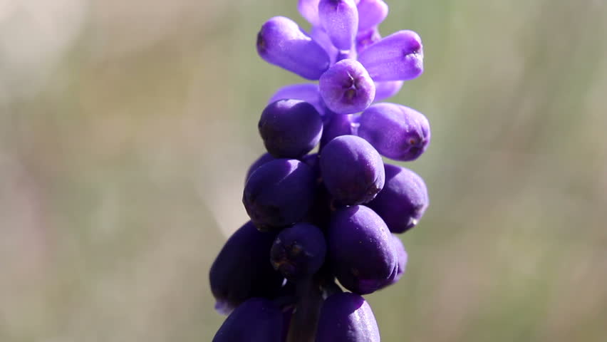 Grape Hyacinth /  Spring Flowers (Macro)