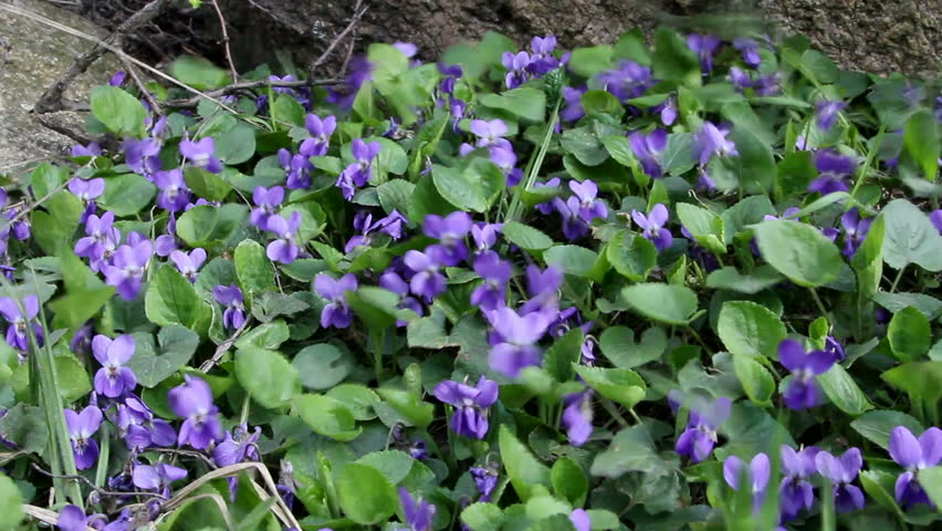 Wood violet / Spring Flowers