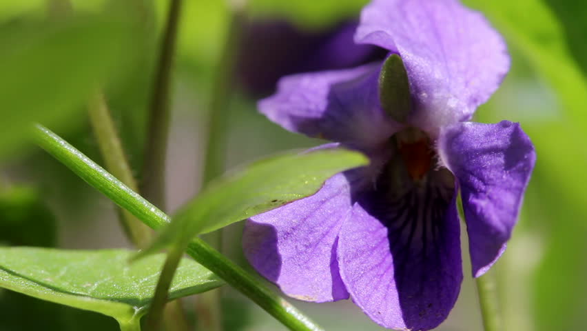 Wood violet / Spring Flowers (Macro)