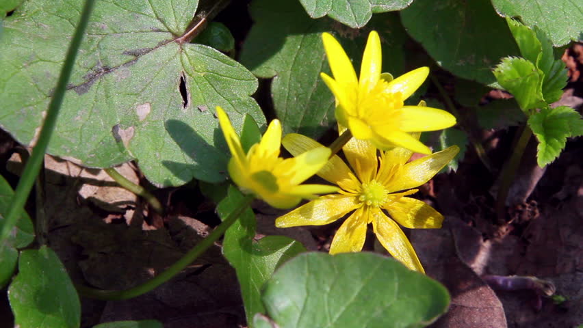 Lesser celandine / Spring Flowers (Macro)