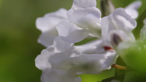 Corydalis / Spring Flowers (Macro)