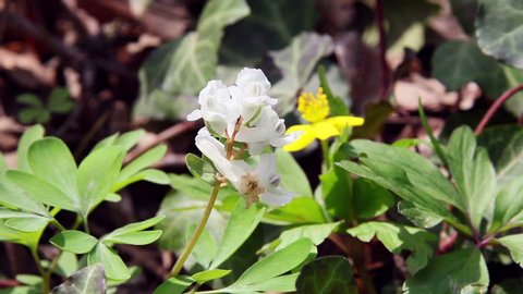 Corydalis / Spring Flowers (Macro)