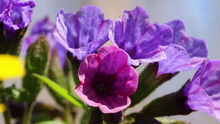 Lungwort / Spring Flowers (Macro)
