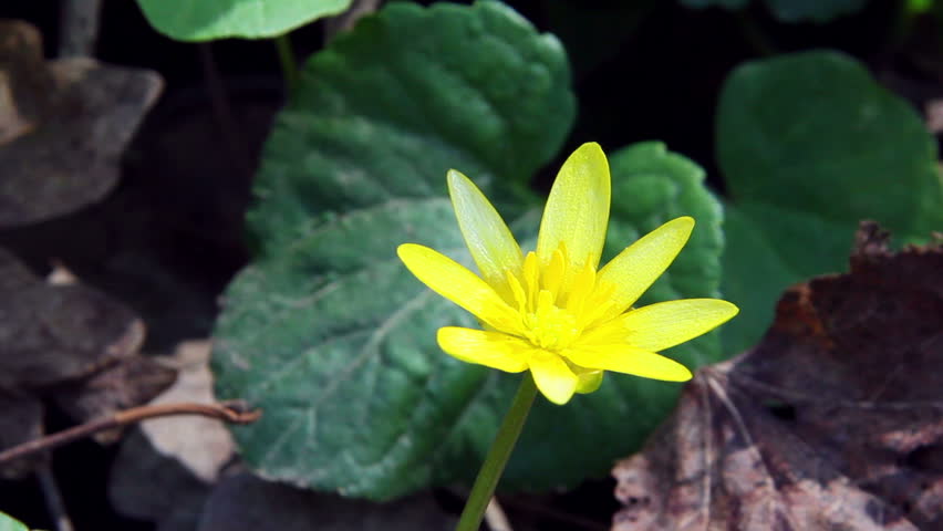 Lesser celandine / Spring Flowers (Macro)