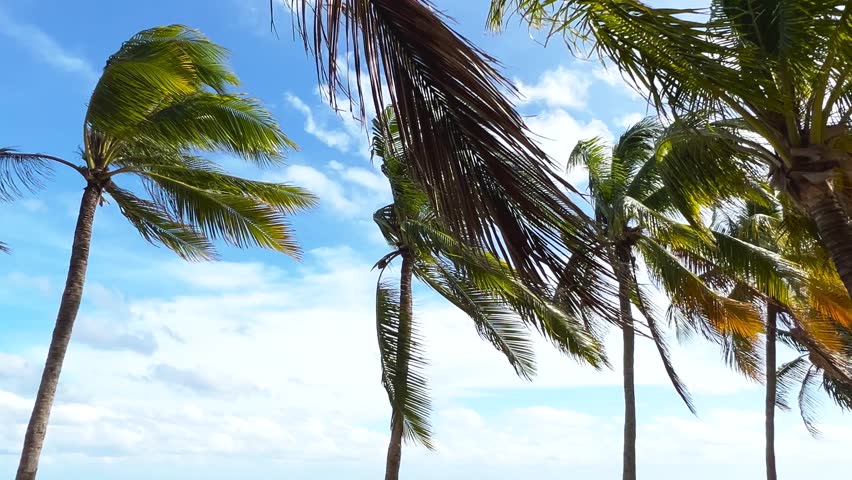 Paradise Sunny beach with palms and turquoise sea. Summer vacation and tropical beach concept - Cancun, Mexico
