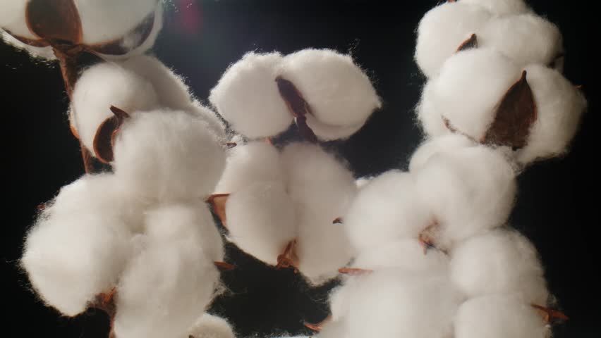 This is a CloseUp of Cotton Bolls beautifully displayed against a striking Black Background,