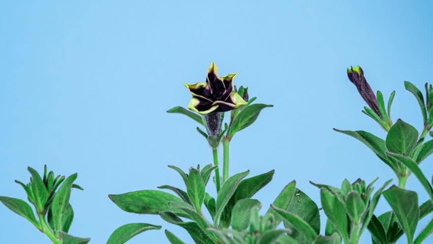Time lapse of Beautiful Purple Petunia Flower Blooming, Blue Background. Close-up Surfinia Flower Opening Petals in Timelapse