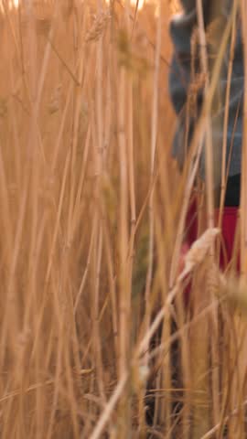 agriculture. a field of wheat on a farm. children's feet in rubber boots to walk around the farm. Nature in the open air. A child in rubber boots walks through a field of wheat of agriculture. rubber