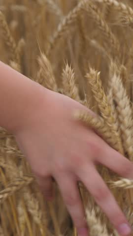 agriculture field, golden wheat farm field sunset, barley, love nature, hand wheat field, hand sliding rye, hand touching ears wheat, agriculture farm, wheat field with farmer hand child, child hands