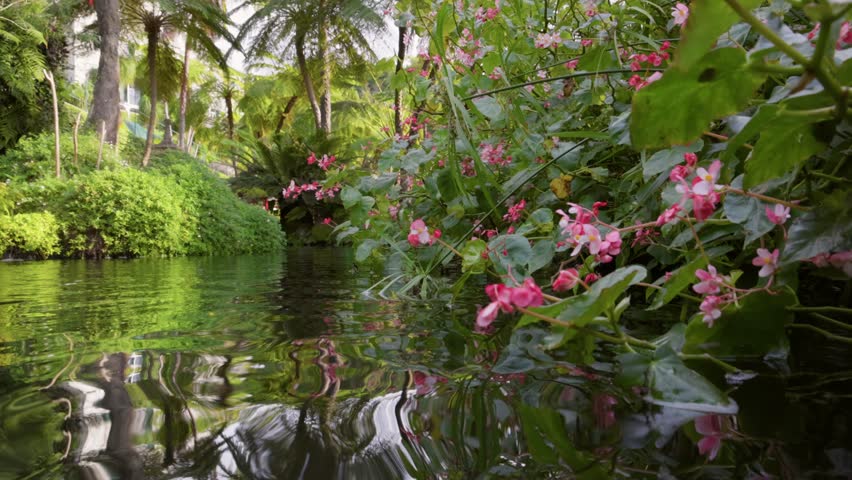 Monte Palace Tropical Garden in Funchal, Madeira, Portugal. Gimbal shot of pond, pink flowers and lush spring greenery in Jardim Tropical Monte Palace - Madeira island