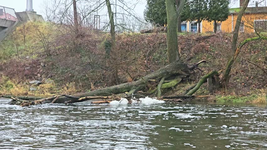 fallen tree on the river in nature