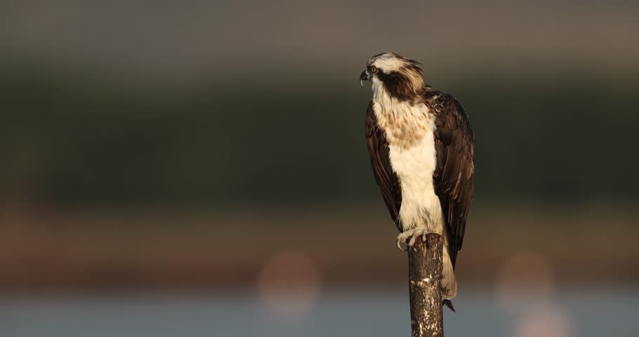 Bird of prey, Osprey (Pandion haliaetus) in the Sardinian marshes. Italy.