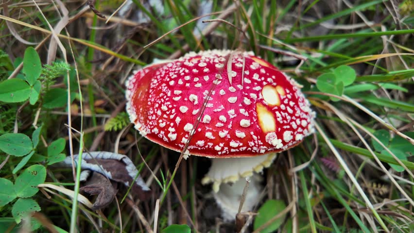 Detailed view of a vibrant red fly agaric mushroom (Amanita muscaria) with white spots, nestled among grass and forest vegetation. Captured in a setting, highlighting its iconic colors and textures