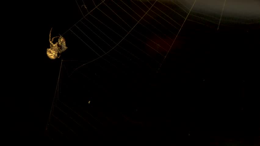 A close-up of a spider on top of a living fly trapped in his web at night