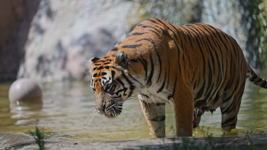 Slow-motion of an Amur tiger diving into a lake, enjoying the summer heat and refreshing water