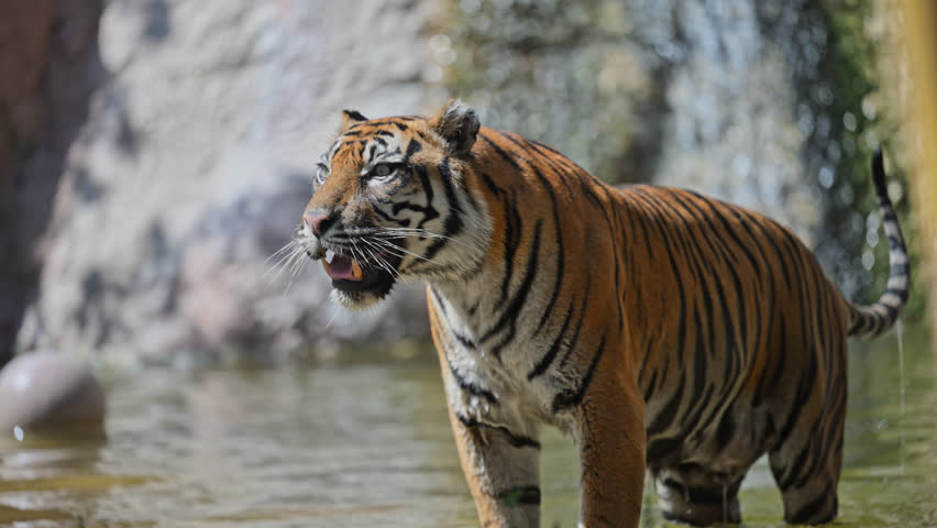Slow-motion of an Amur tiger diving into a lake, enjoying the summer heat and refreshing water