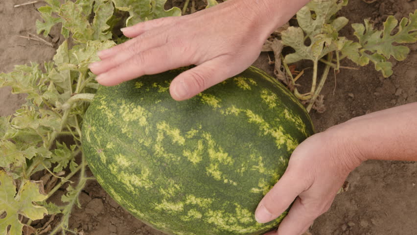 Man checks ripeness of watermelon growing in melon field by tapping it with hand.