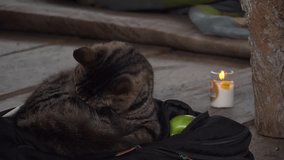 A close-up of a black and gray cat grooming himself by licking his body - Powered by Shutterstock - Get 15% off with code: PIKWIZARD15