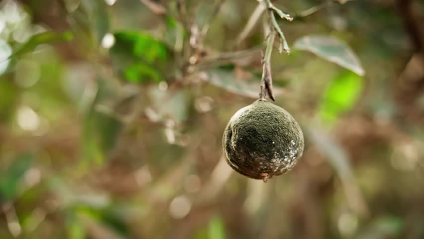 A decaying orange, engulfed in mold, hangs from a tree, swaying gently in the wind.