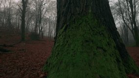 Close-up of a large moss-covered tree trunk surrounded by foggy woodland with scattered leaves and logs. Veluwe, Gelderland, Netherlands - Powered by Shutterstock - Get 15% off with code: PIKWIZARD15