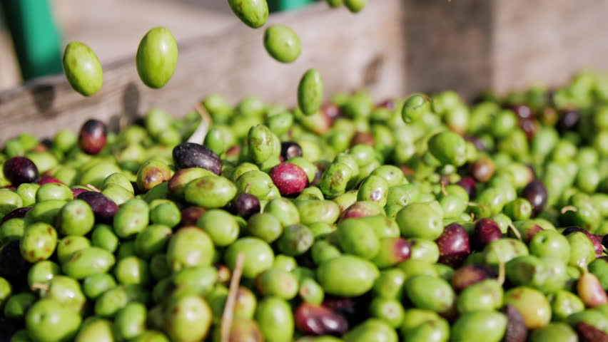 Olive oil mill. Clean Olives Coming out from the Hopper
