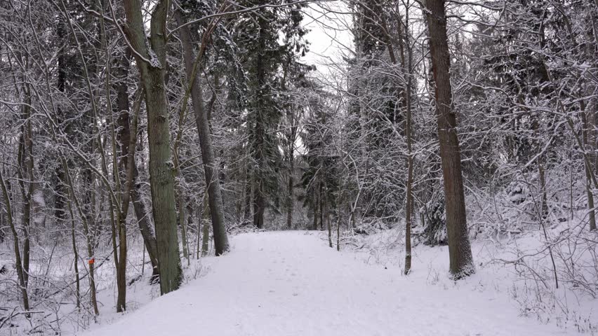 Symmetrical path surrounded by a forest in a Swedish winter landscape.