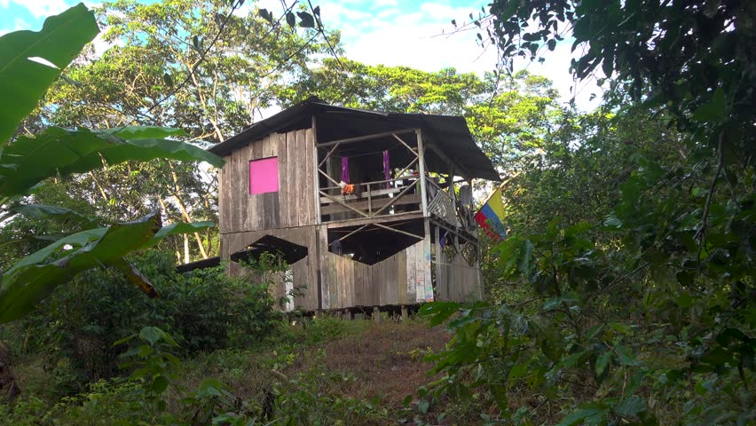 A wooden cabin surrounded by trees and plants in the Amazon jungle