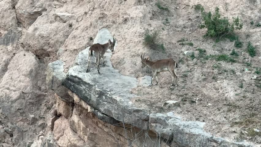 Two young male wild Spanish goats playing and fighting on a mountain side in a rural area of Castellon, Spain. Handheld camera. Daylight, clouded sky. 4K