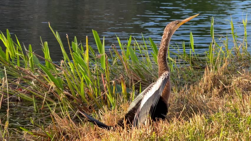Anhinga bird meticulously preening its feathers near a calm water body in the Everglades. Surrounded by lush greenery and golden sunlight, showcasing the beauty of Florida wildlife.