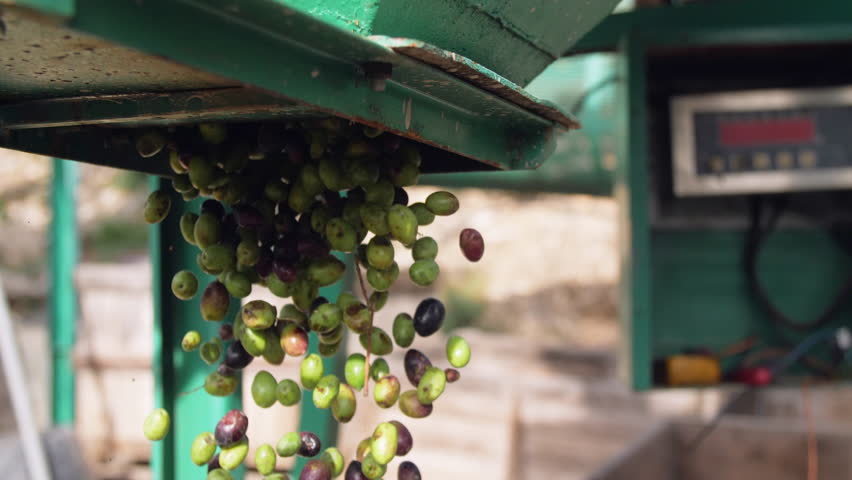 Olive oil mill. Olive Oil Extraction Process. Weighing