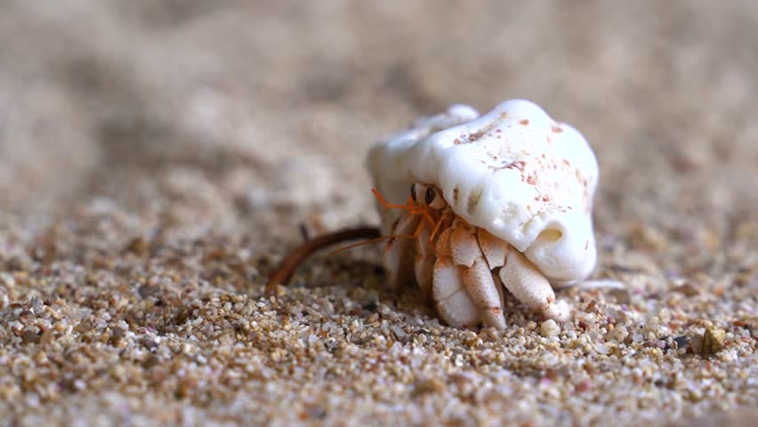 Beautiful, cute Strawberry hermit crab, shyly walking across sand, ant crawling on it. Shallow depth of field.