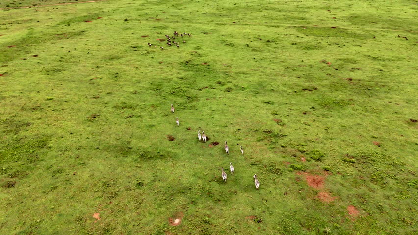 A herd of zebras running across a grassy African savannah, symbolizing freedom