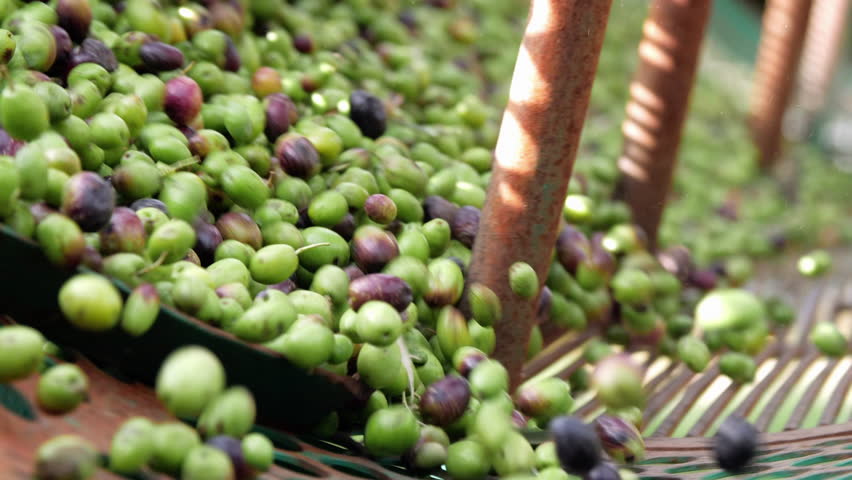 Olive oil mill. Separating olives from leaves and impurities in a circular filter