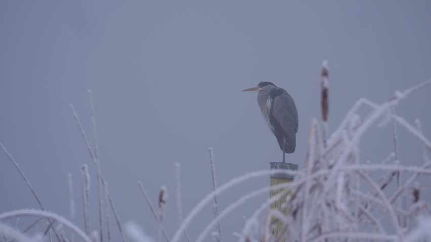 A grey heron perched on a frosted tree in a foggy winter dark landscape, mist obscures the hunting bird