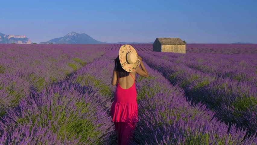 A traveler strolls gracefully through vibrant lavender fields in Provence. The bright colors of the flowers contrast beautifully with the serene landscape and a rustic stone building in the distance.