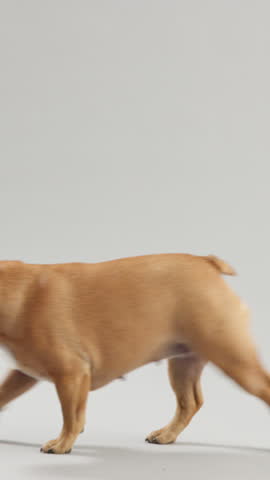 Animal, walking and bull dog in studio, carefree and aesthetic on gray background. Pet, mockup space and puppy with adoption, safety and wellness with health, curious and rescue pup with love