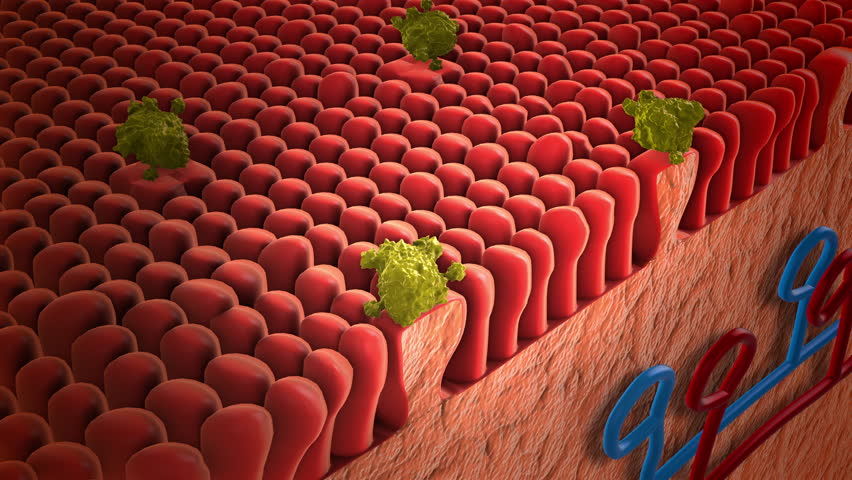 Molecule Binding to Receptors on the Tongue